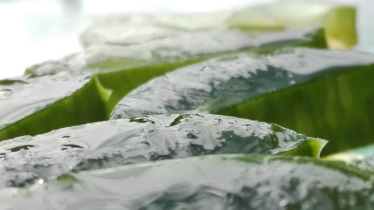 aloes, aloe vera, przeciąć liść aloesu, aloes, aloes, aloes, aloes, aloes, aloe vera, aloe vera, aloe vera